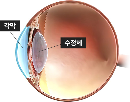 각막 / 수정체